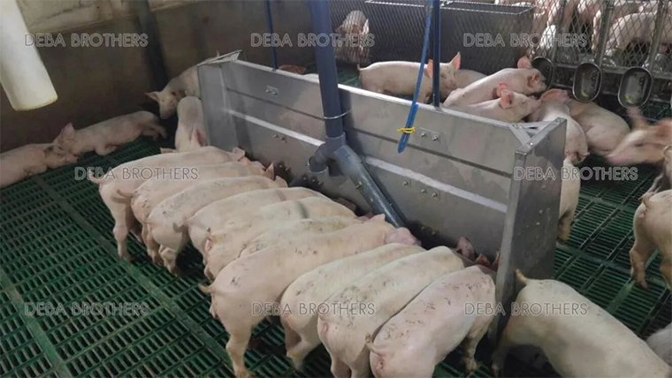 Pig liquid feed histroy in Korea