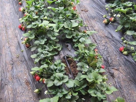 Strawberry seedling irrigation