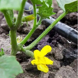 Crop irrigation