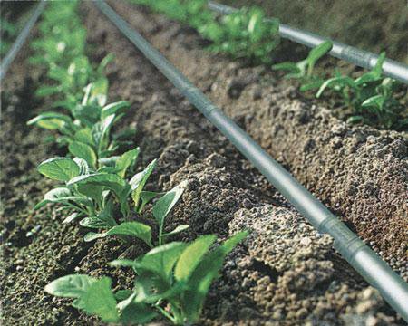 Application of drip irrigation pipe