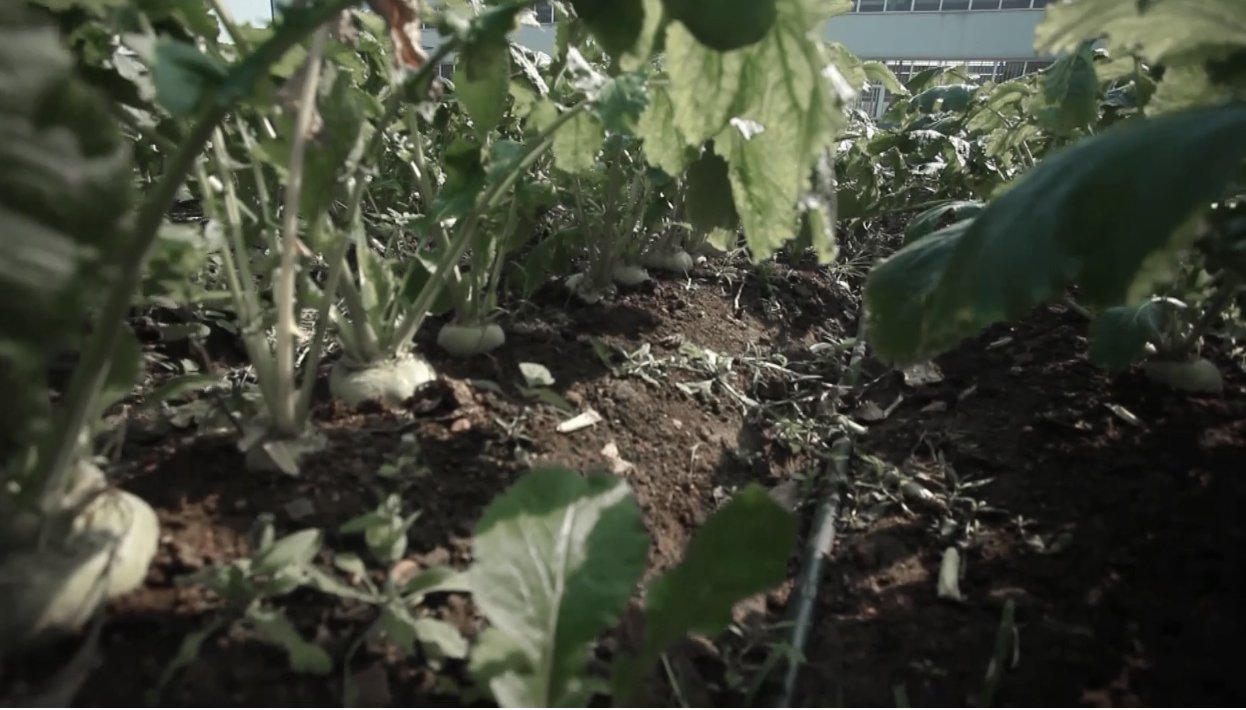 irrigated crop
